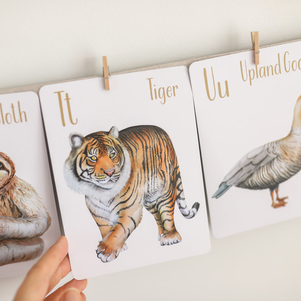 
                      
                        Alphabet Flash Cards - Animals
                      
                    